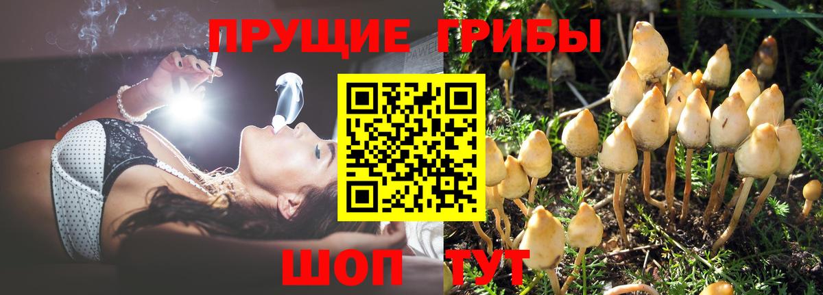 Псилоцибиновые грибы мицелий Сосновый Бор